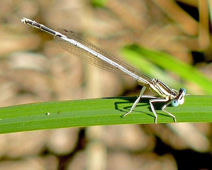 white-legged damselfly